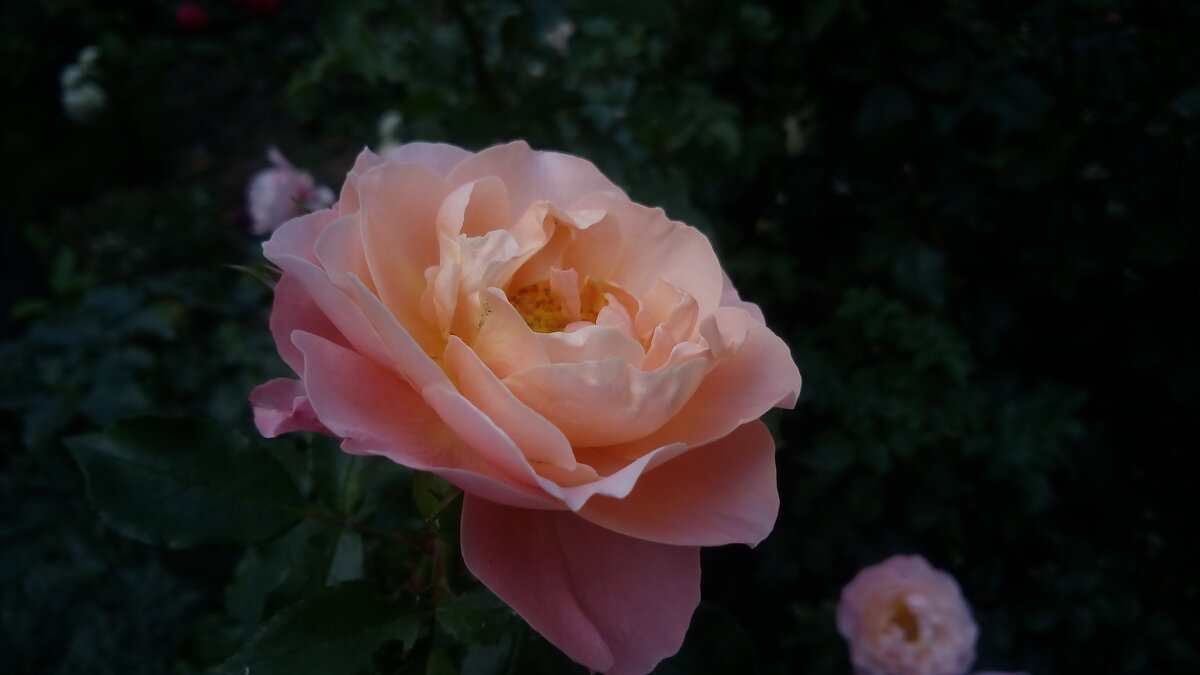 ,,, - Сергей Тимоновский ,,, - Сергей Тимоновский