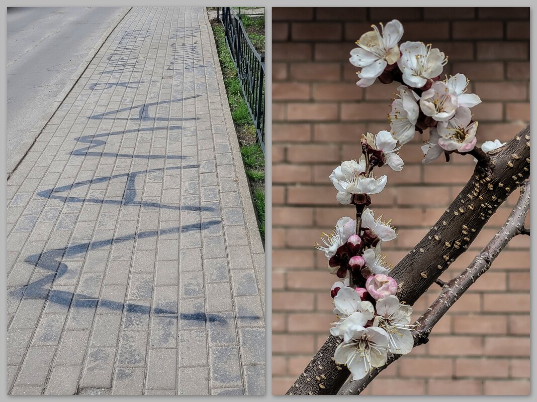 Крик души. Абрикосы зацвели. - Татьяна Машошина