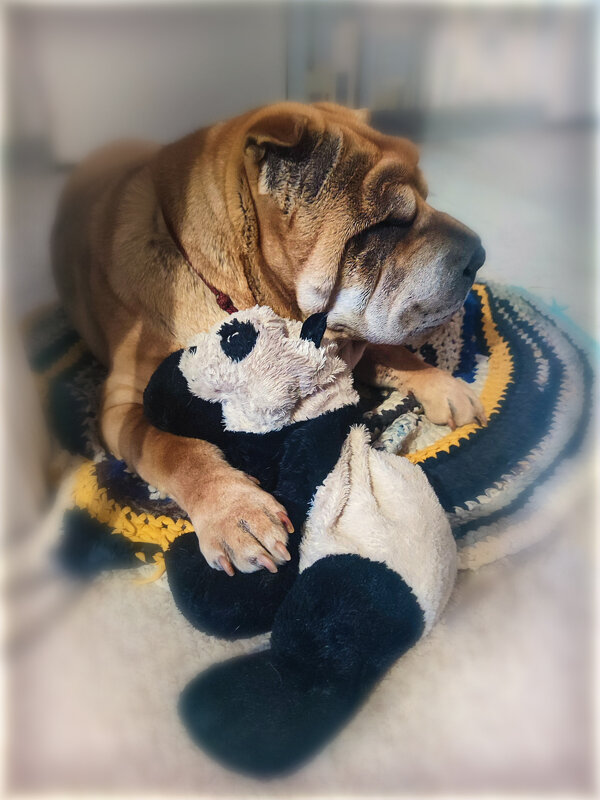 Шарпеи и Панды - Дружба Навек.. - AZ east3