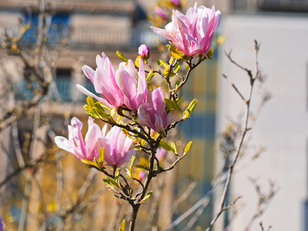 *** - Witalij Loewin