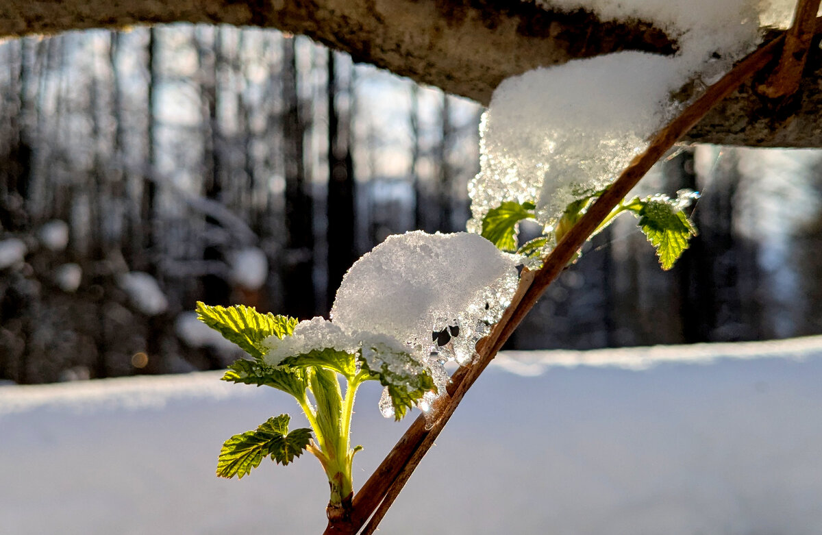 начало апреля 19 - Александр Прокудин