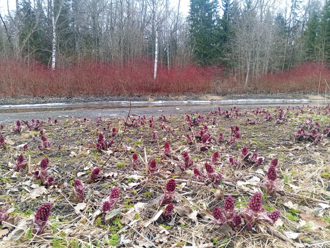 Весна - Сапсан 