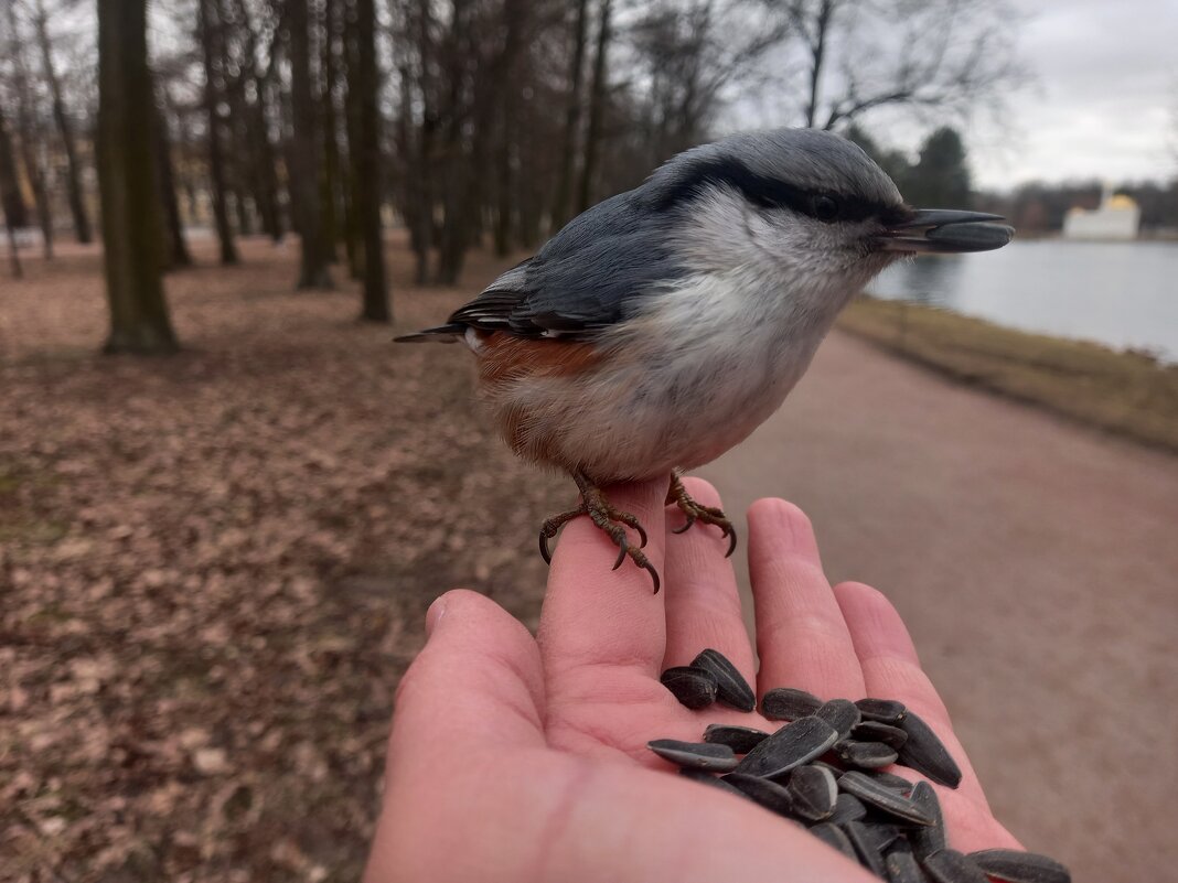 Поползень - Сапсан 