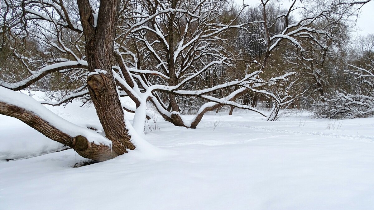 Весенний парк похожим стал на зимний. - Милешкин Владимир Алексеевич Весенний парк похожим стал на зимний. - Милешкин Владимир Алексеевич