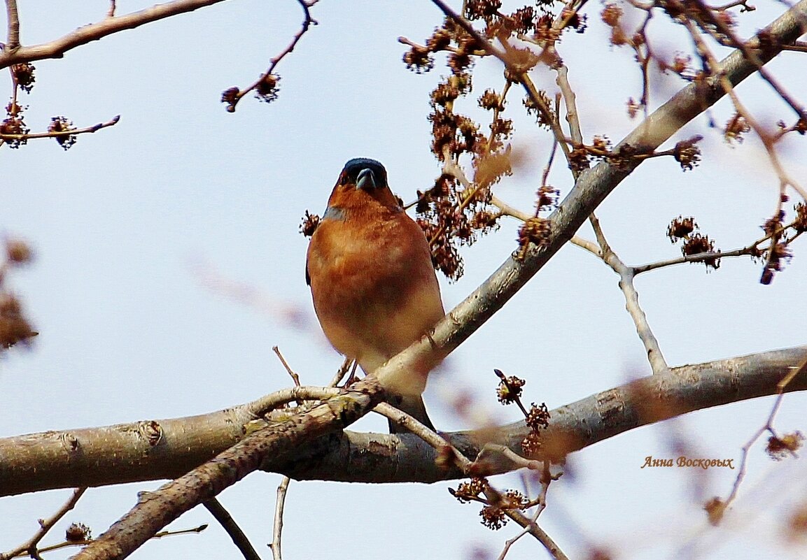 Зяблик. - Восковых Анна Васильевна 