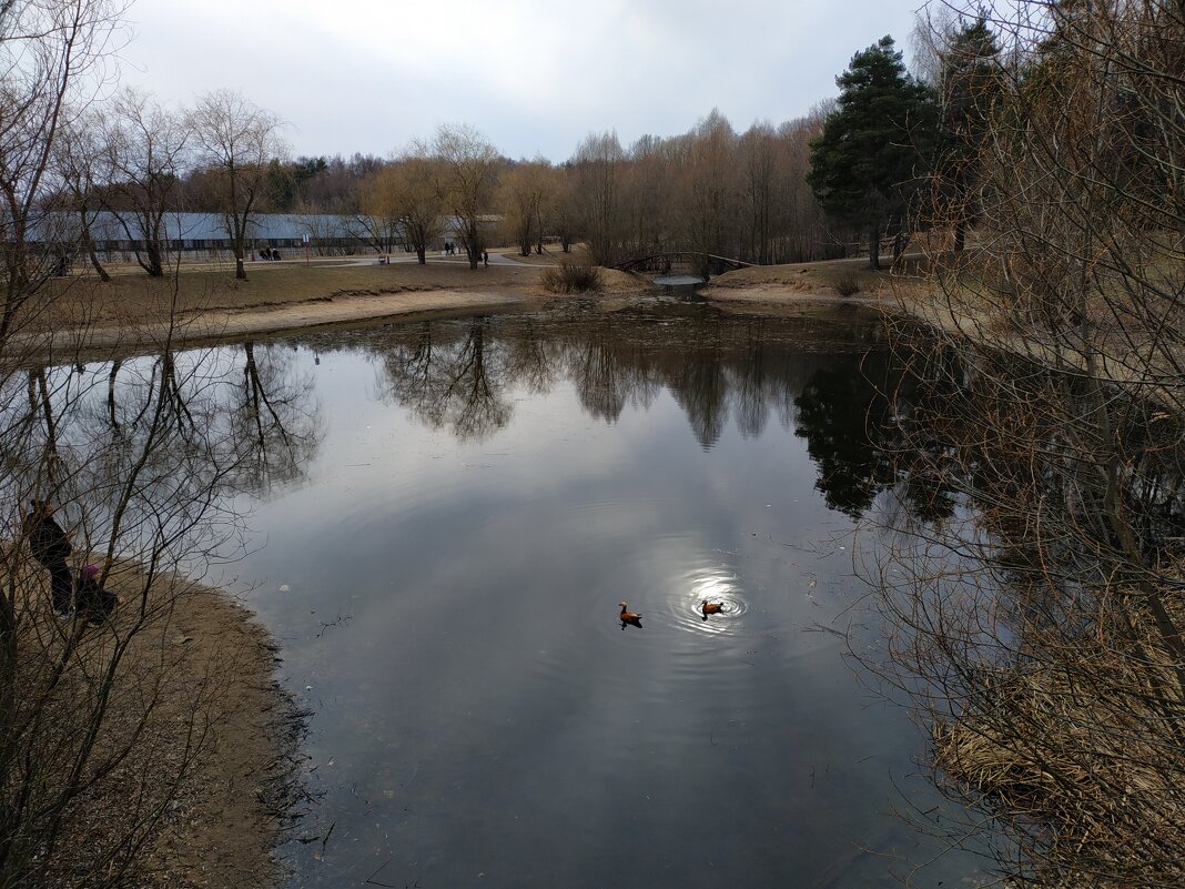 Одна маленькая, но гордая птичка сказала: "Лично я поплыву прямо на Солнце" - Андрей Лукьянов