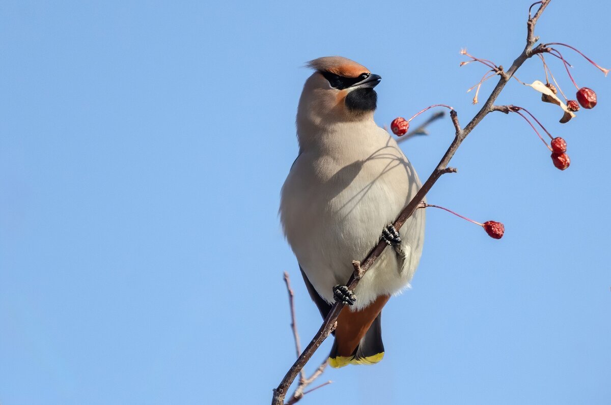 Свиристель. - Виктор Иванович Чернюк Свиристель. - Виктор Иванович Чернюк