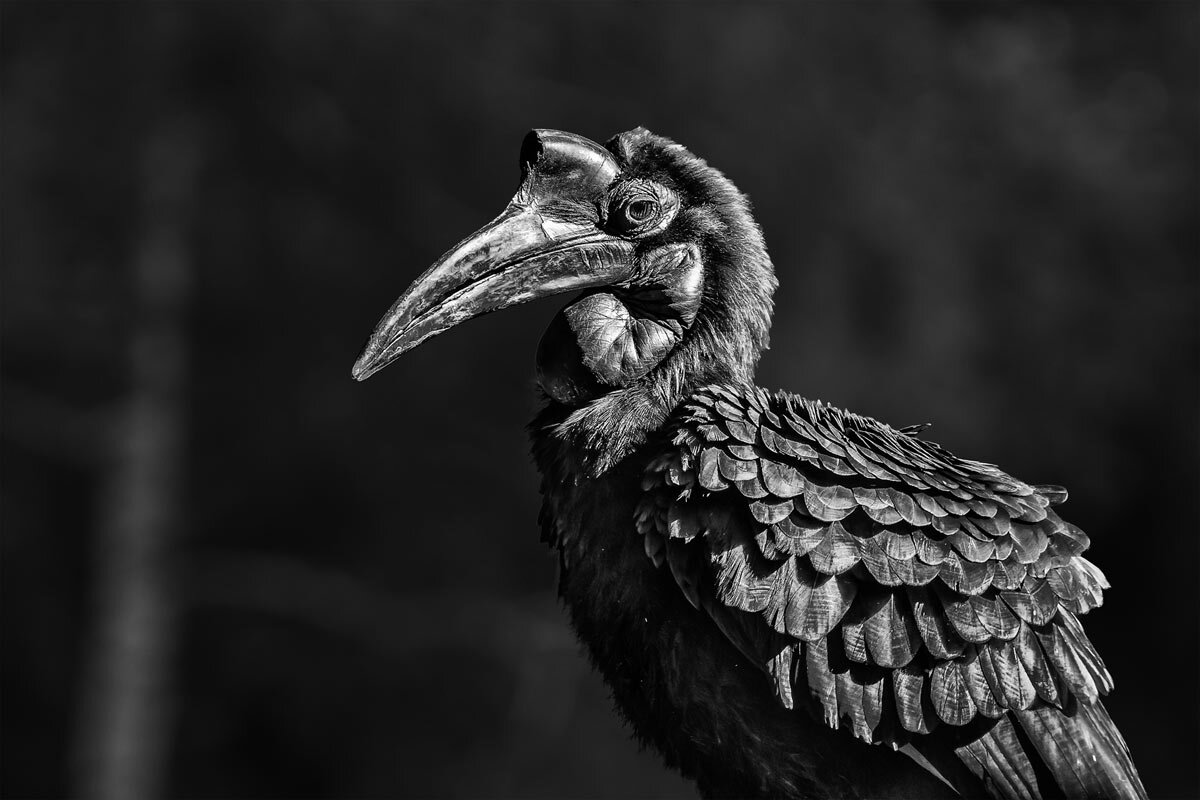 Рогатый ворон - SanSan 