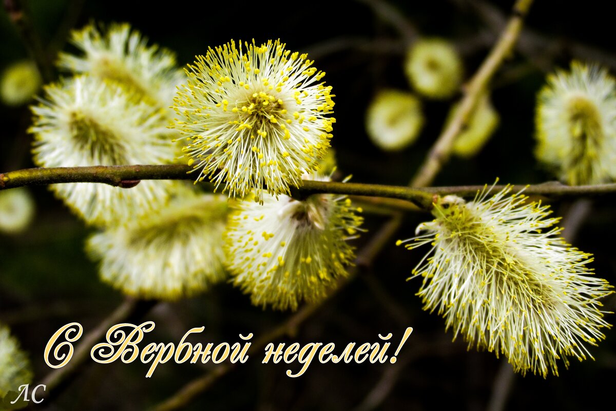 *** - Любовь Сахарова