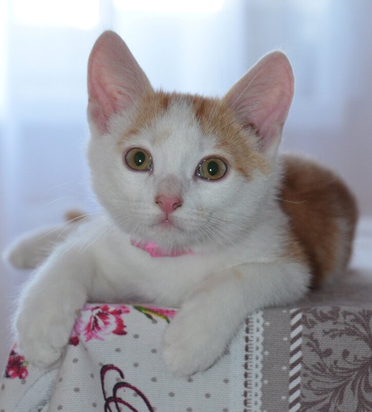 портрет юного Кузьмы - Сергей М 