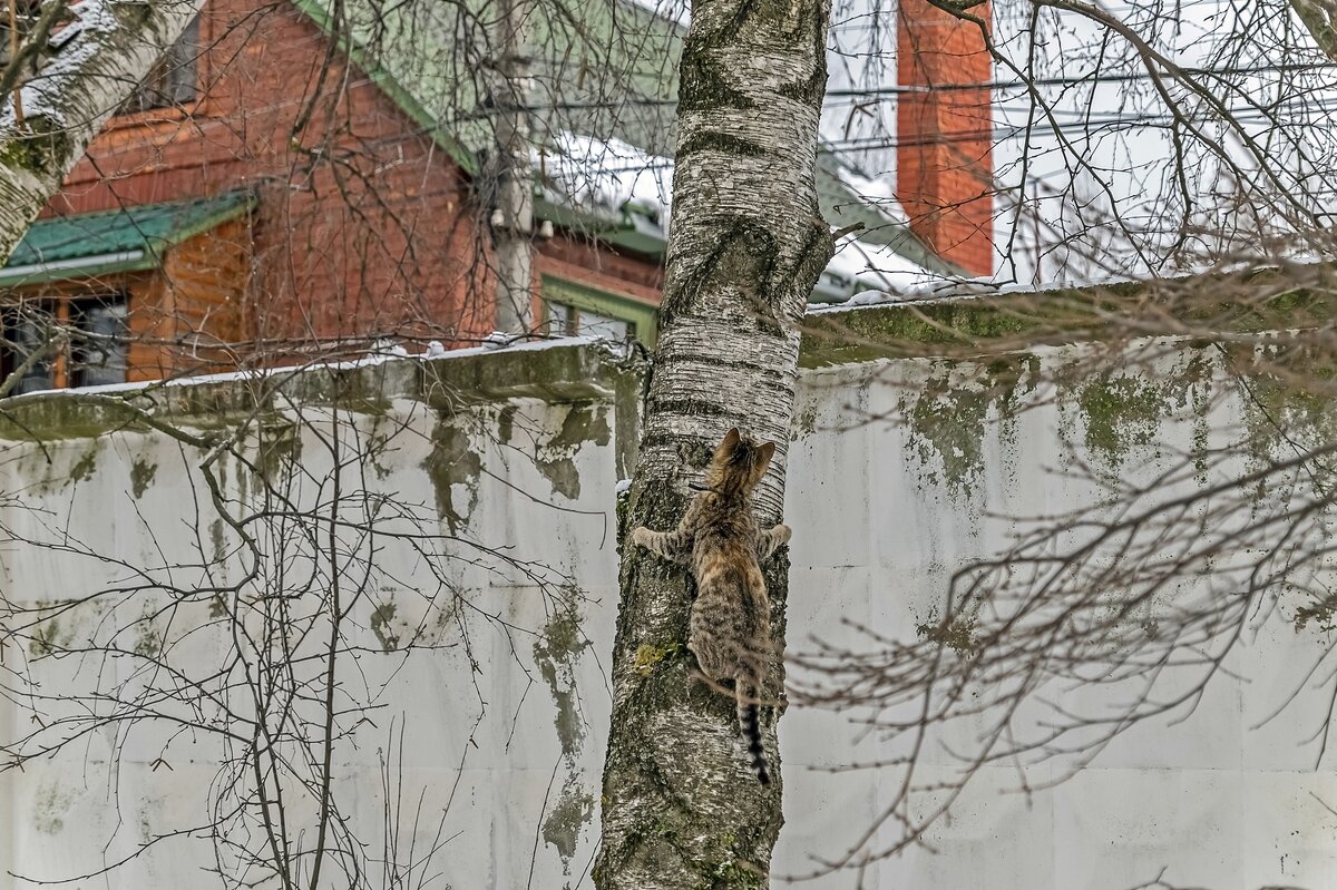 За птичками - Валерий Иванович