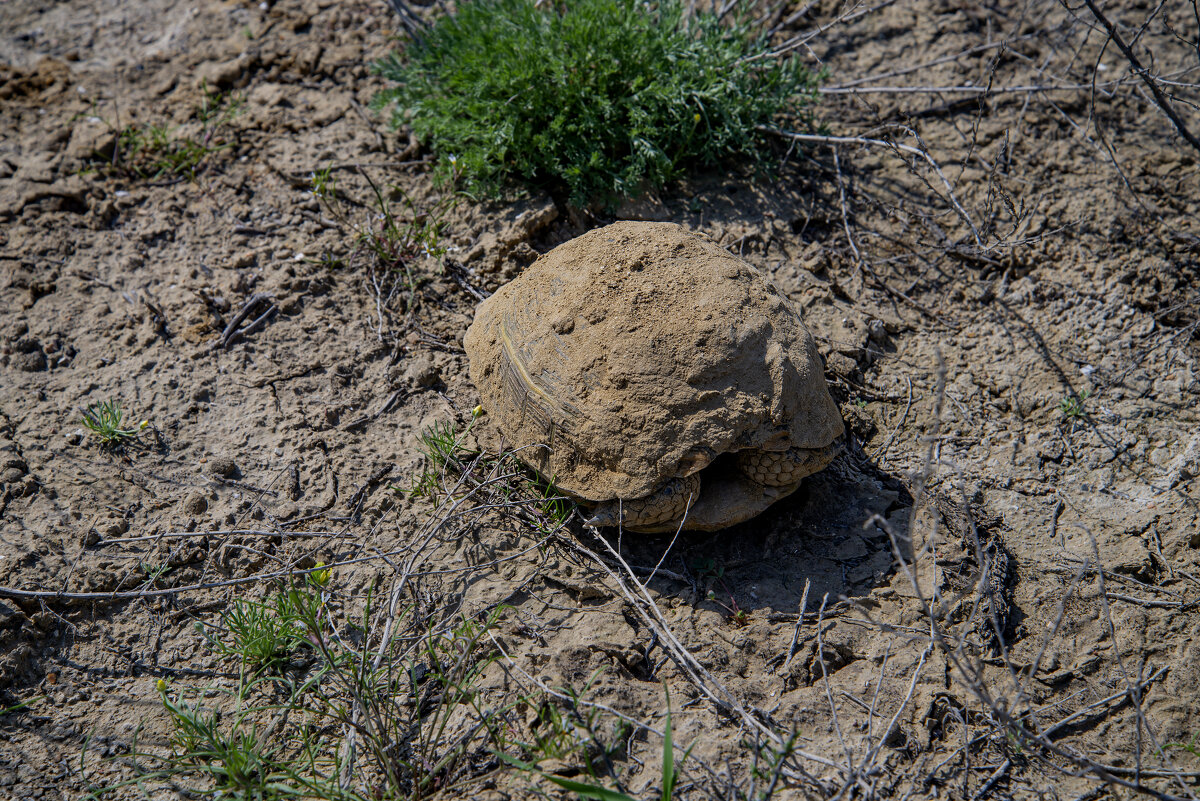 Черепаха - Анатолий Чикчирный Черепаха - Анатолий Чикчирный