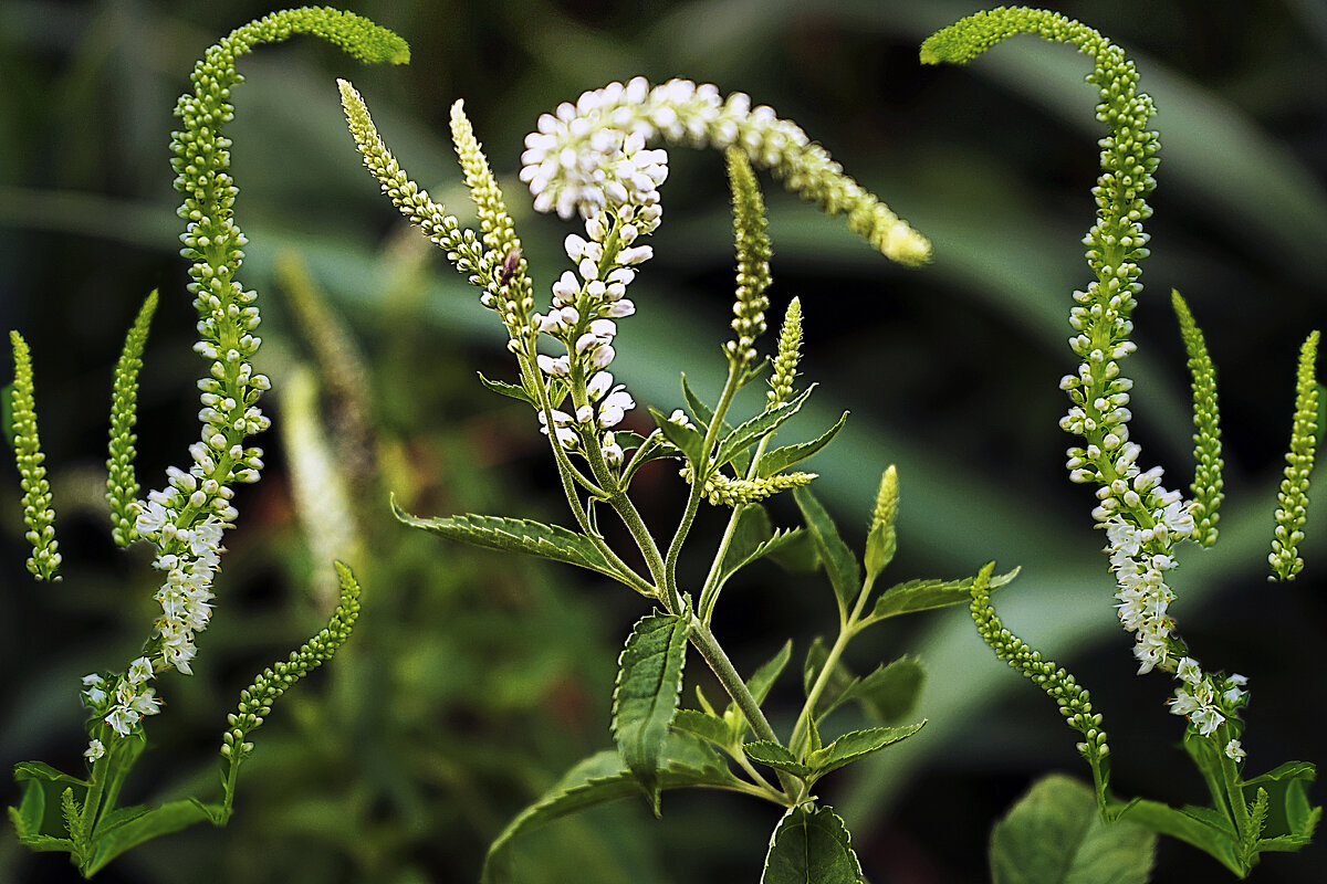 Цветочная фантазия - Владимир Кроливец