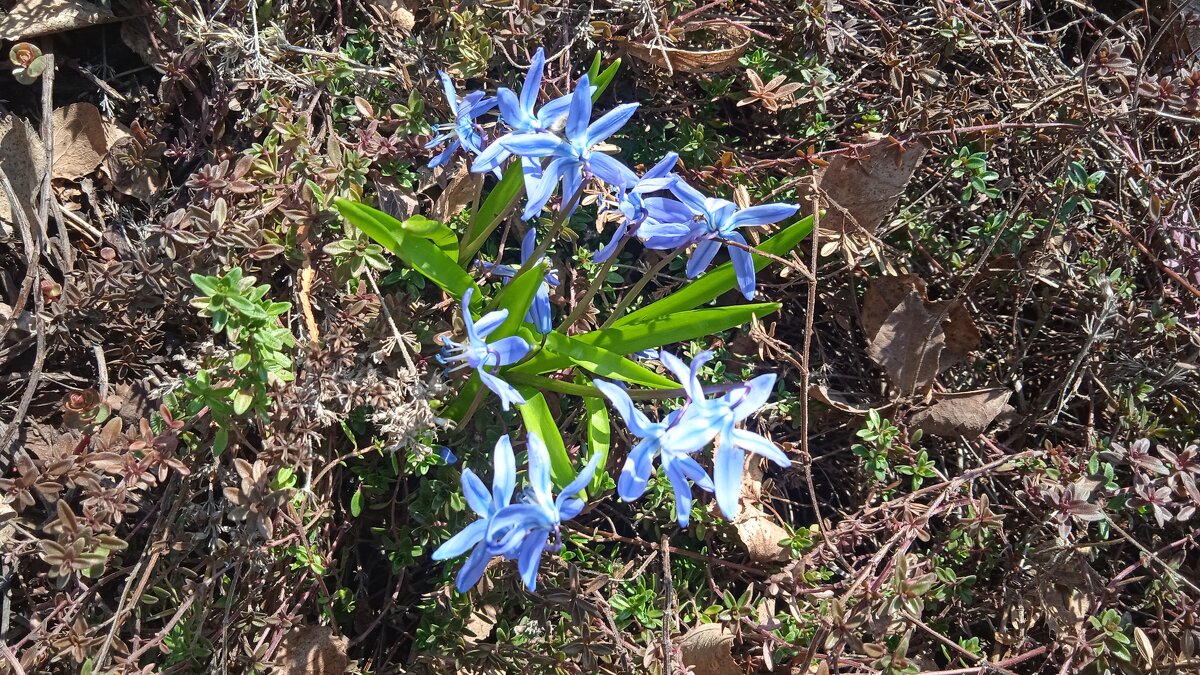радость первых цветов - Елена Шаламова