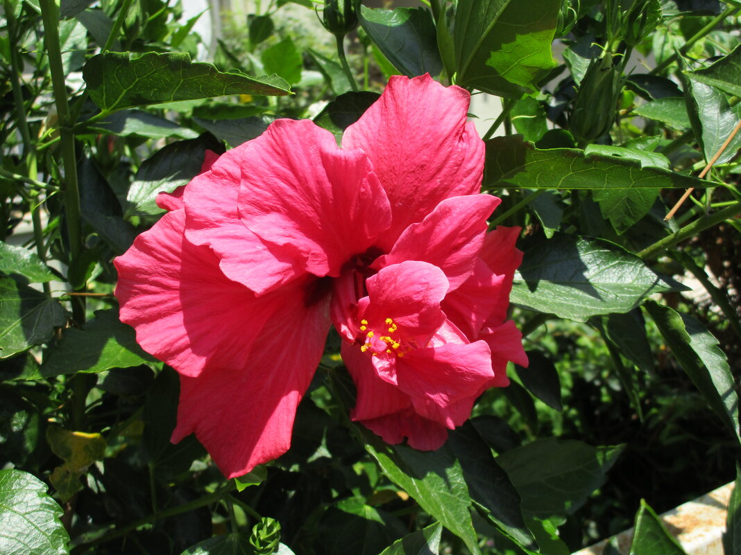 Мармарис  июнь  Турция - Елена Шаламова