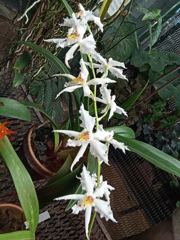 Наипрекраснейшие - Pippa 