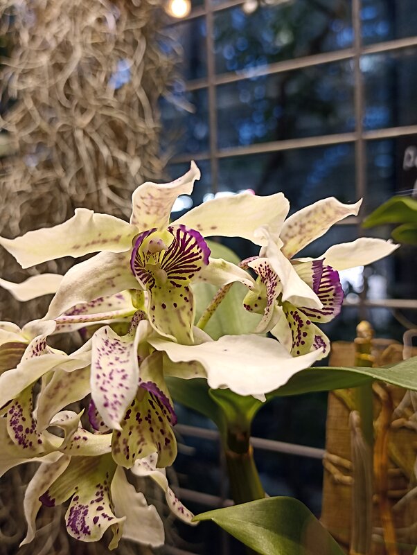 Наипрекраснейшие - Pippa Наипрекраснейшие - Pippa