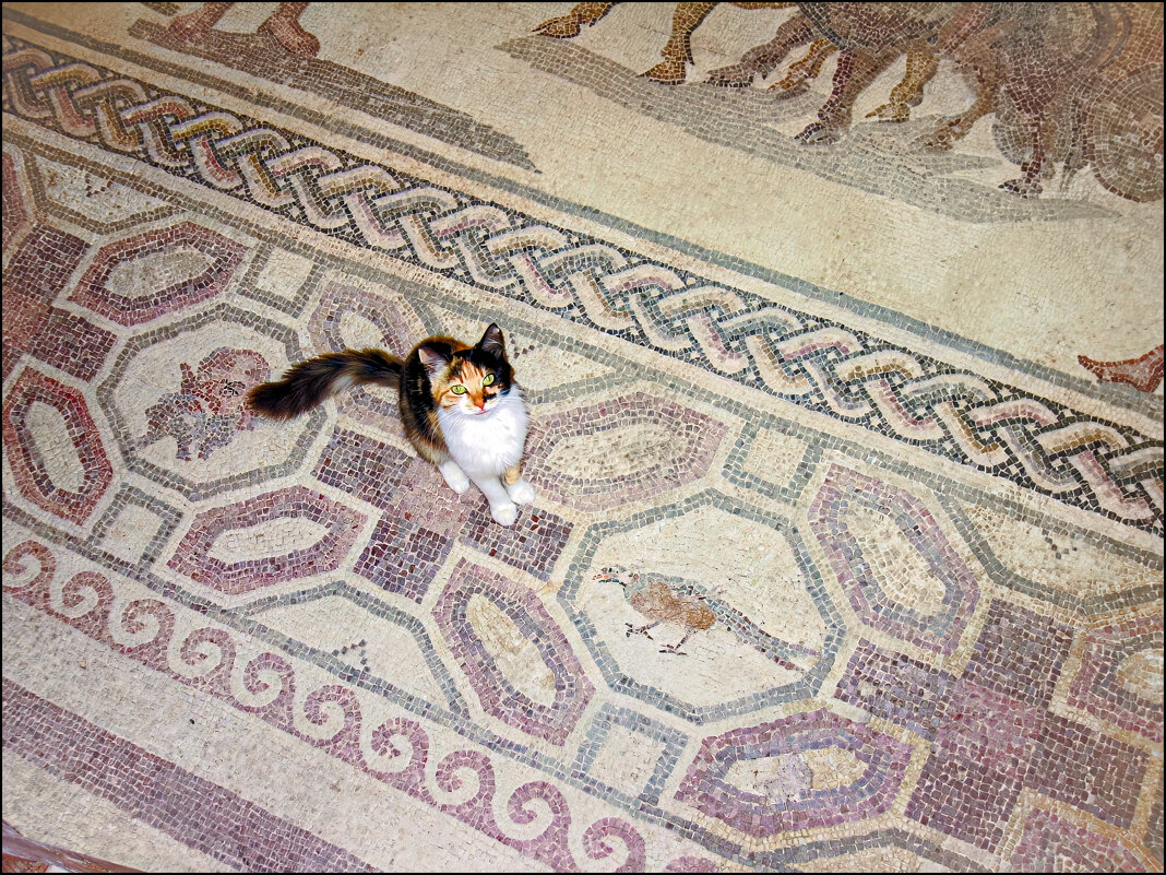 Раскоп - **** vedin