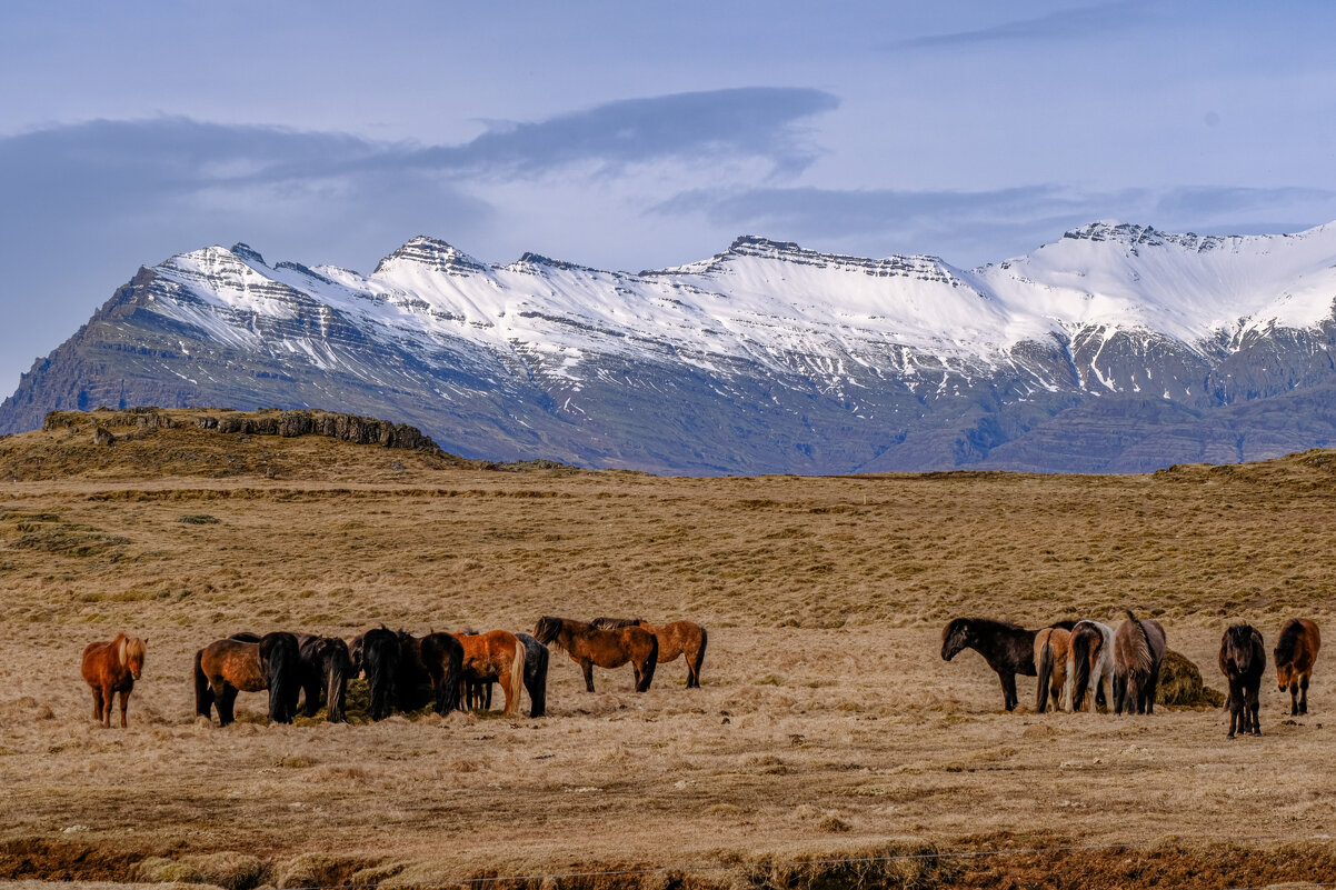 Крепкие исландские лошади - Георгий А