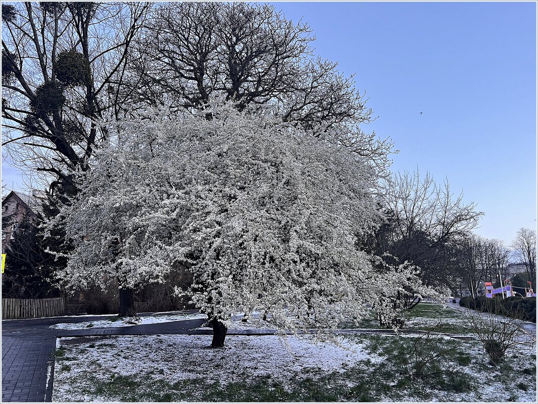 Раннее утро. Вчера выпало немного снега, цветам не помешал. - Валерия Комова