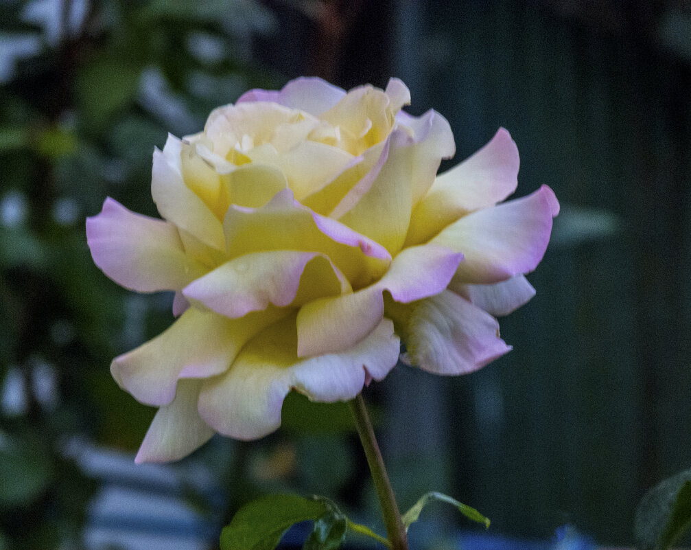 Глория  Дей - Валентин Семчишин