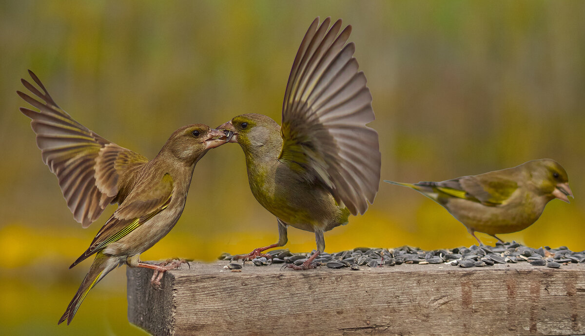 Моё... - Александр Посошенко