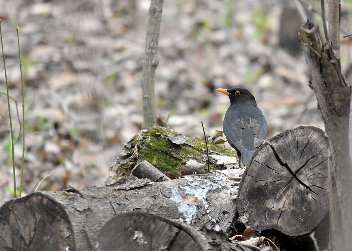 черный - Алексей . черный - Алексей .