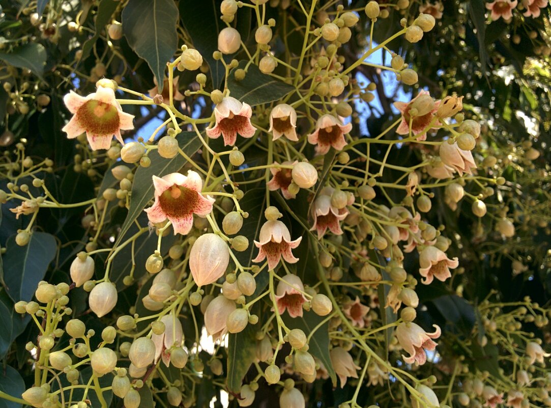 Брахихитон разнолистный - Светлана Хращевская