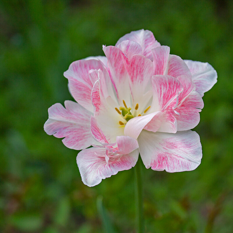 Тюльпан махровый - Александр Трухин