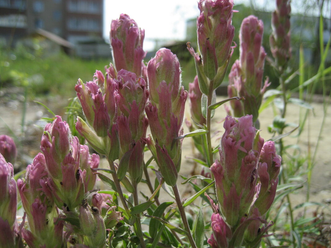 У обочины / кастиллея - Anna Ivanova