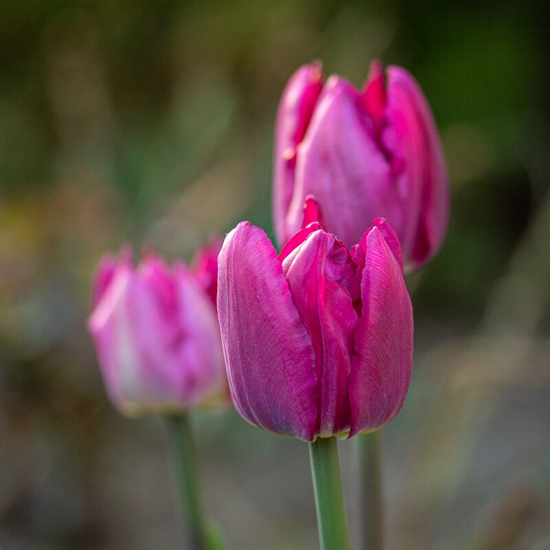 Тюльпаны - Александр Трухин