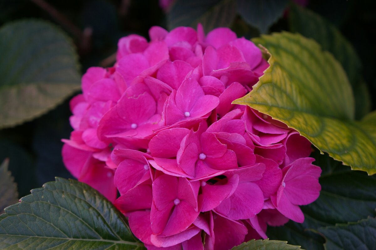 Г о р т е н з и я - Алёна Савина Г о р т е н з и я - Алёна Савина