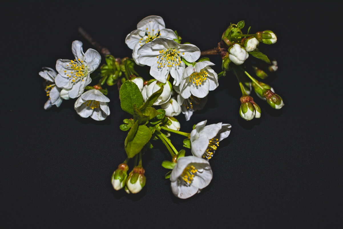 Веточка Вишни 3 - Giant Tao /