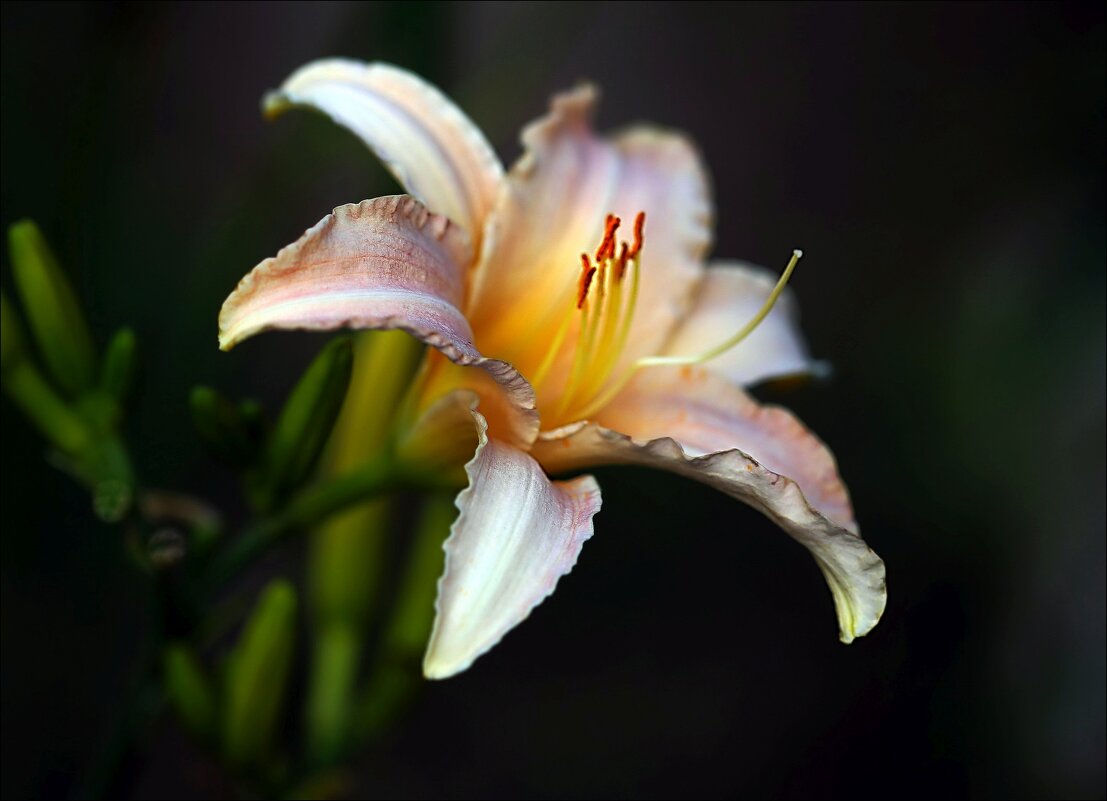 Лилейник - ZNatasha - Лилейник - ZNatasha -