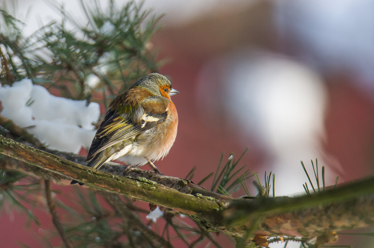 Зяблик. - Sergey (Apg)