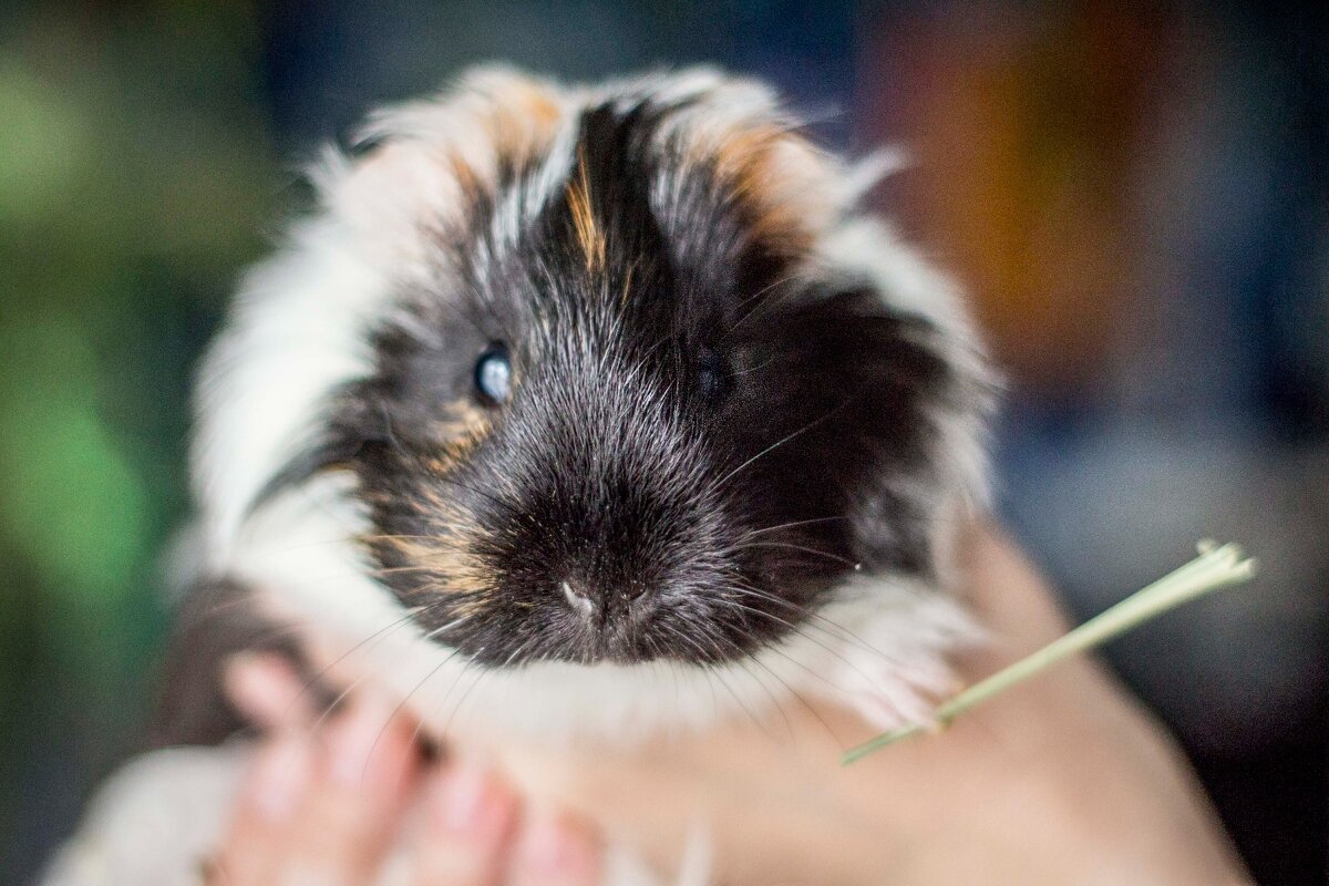 Тростинка - Тамара Федорова