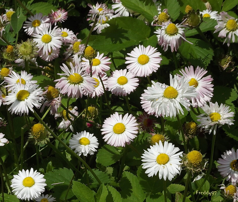 Маргаритки - Freddy 97