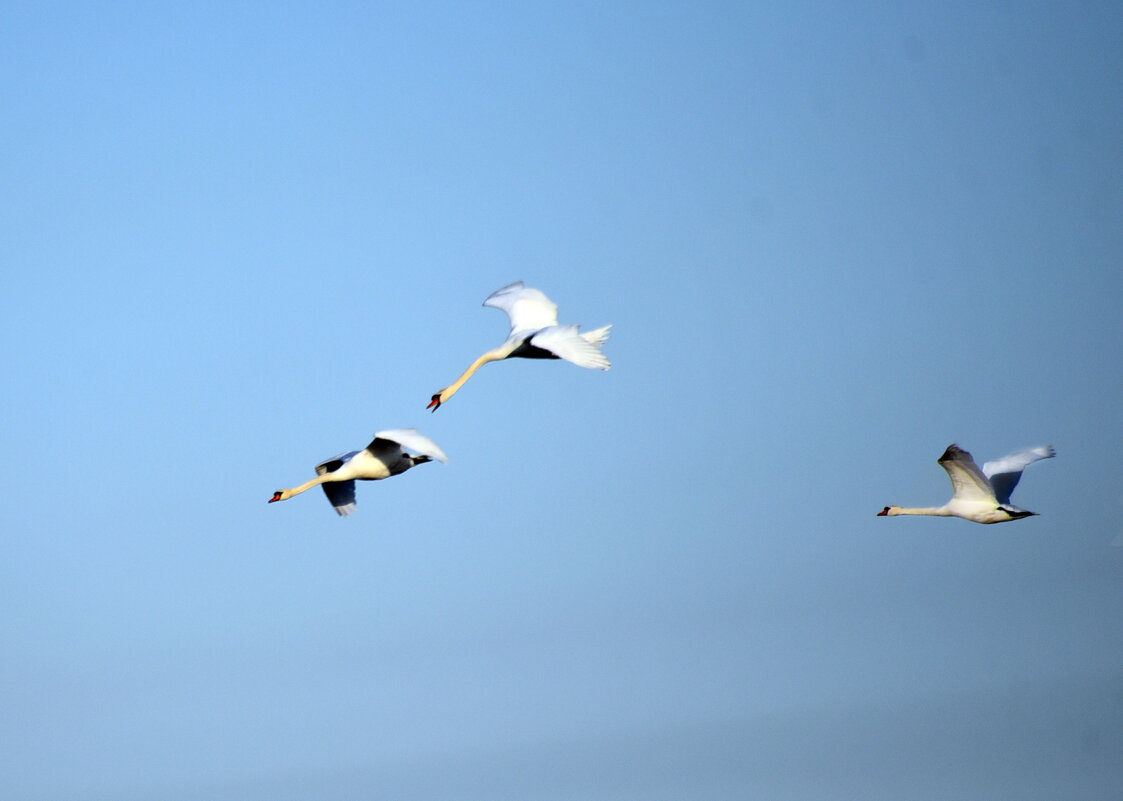 Третий лишний - Геннадий Ячменев