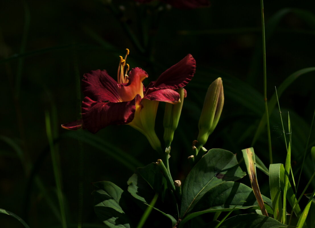 Свет в цветке. - Любовь Овсянкина