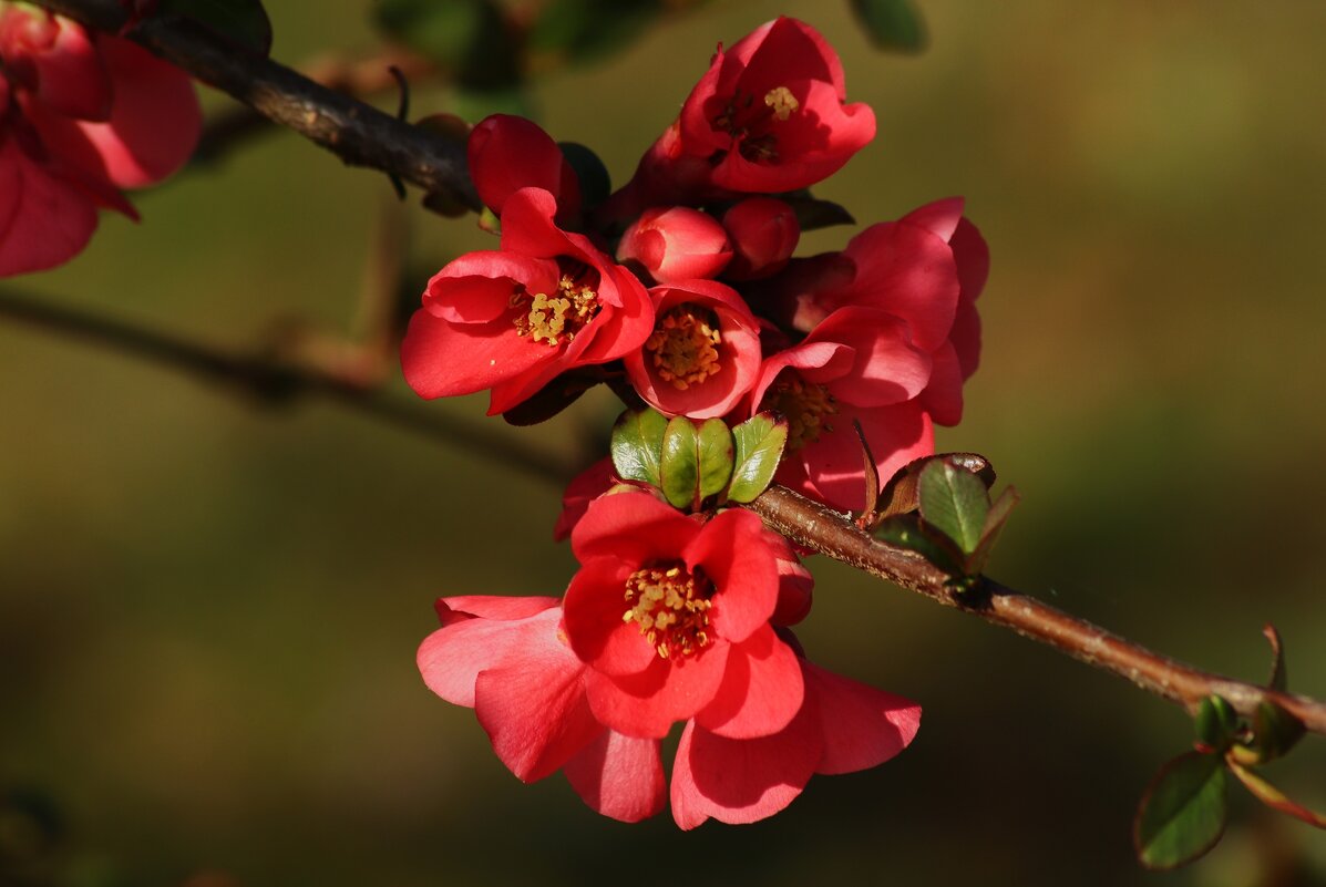 Айва - Юрий. Шмаков Айва - Юрий. Шмаков