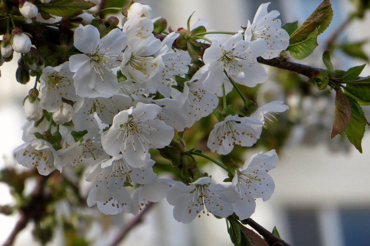 Несмотря на прохладную погоду, сады цветут! - Татьяна Смоляниченко Несмотря на прохладную погоду, сады цветут! - Татьяна Смоляниченко