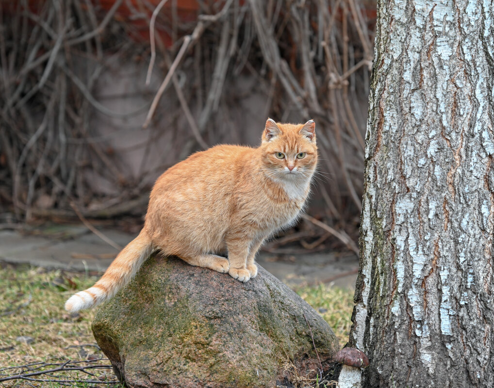 *** - Вадим *** - Вадим