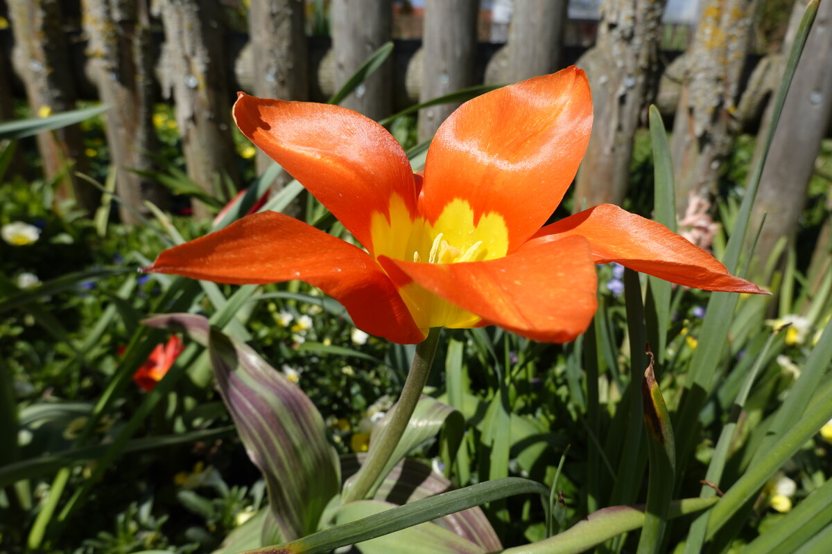 Тюльпан! - даёт салют весне... - Галина 