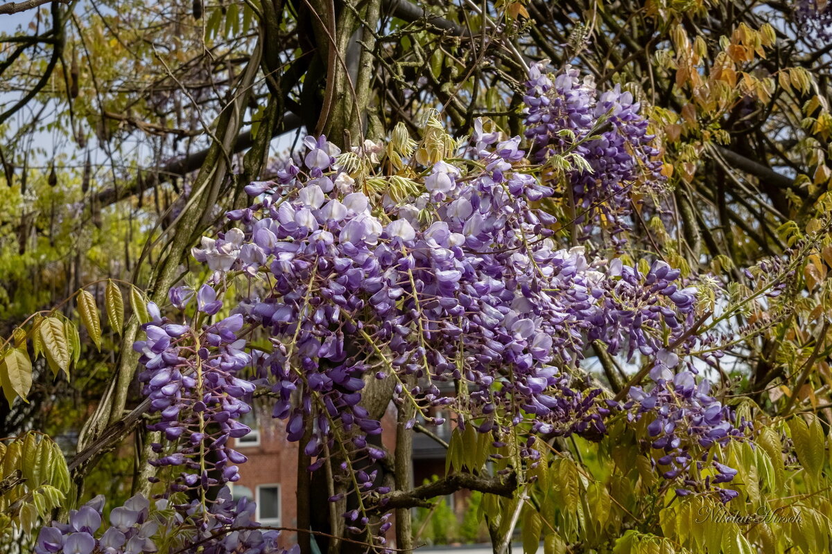 Этюд с глицинией... - Николай Гирш Этюд с глицинией... - Николай Гирш