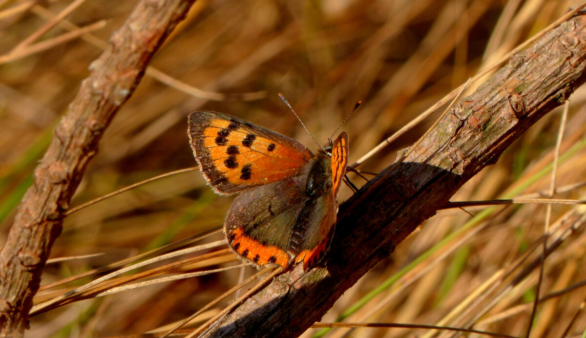 про червонцев  1 - Александр Прокудин