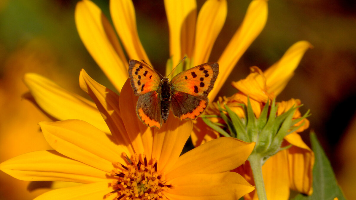 про червонцев 4 - Александр Прокудин