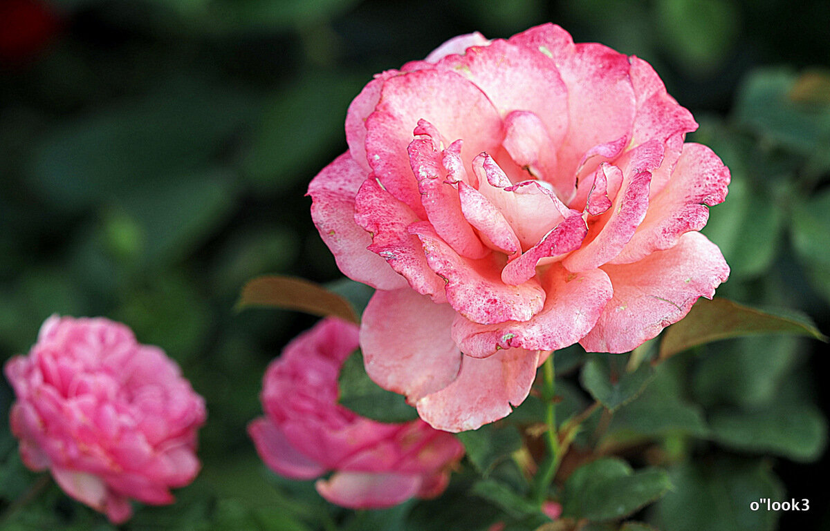 они на радость нам даны - Олег Лукьянов