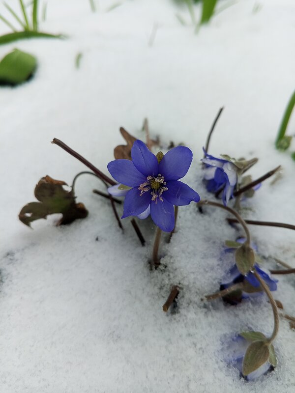 Печёночница - Сапсан 