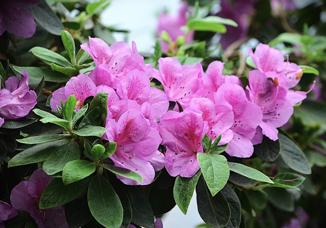 В Аптекарском огороде - Татьяна Тюменка