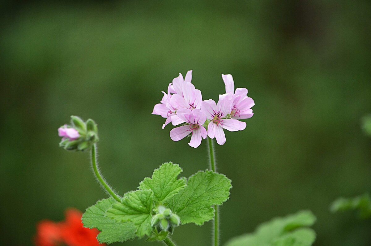 В Аптекарском огороде - Татьяна Тюменка